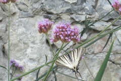 Farfalla Iphiclides podalirius