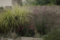 Echinacea purpurea