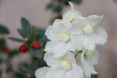 Delphinium hyb.