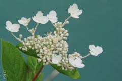 Hydrangea paniculata
