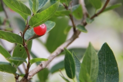 Lonicera tatarica