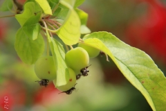 Malus Evereste