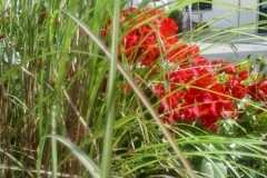 Miscanthus sinensis