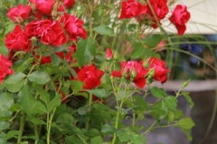 Rose Red Meidiland