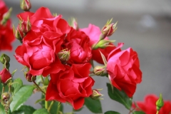 Rose Red Meidiland2
