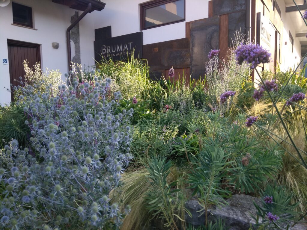 Eryngium-amethystinum